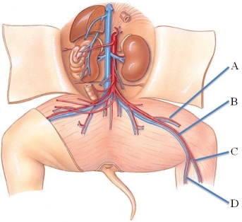 <strong>Identify the saphenous vein in the following figure. </strong> A) A B) B C) C D) D