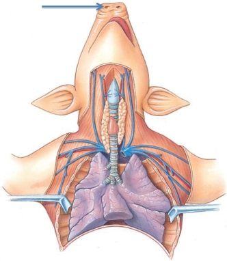 <strong>Identify the structure at the tip of the arrow in the following figure. </strong> A) internal nares B) external nares C) epiglottis D) nasopharynx