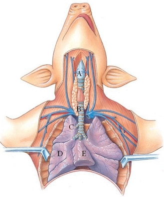 <strong>Identify the trachea in the following figure. </strong> A) A B) B C) C D) D E) E