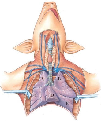 <strong>Identify the caudal lobe of the left lung in the following figure. </strong> A) A B) B C) C D) D E) E
