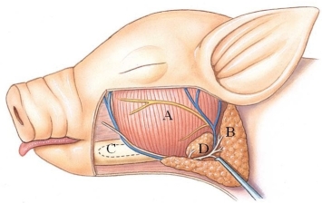 <strong>Identify the parotid gland in the following figure. </strong> A) A B) B C) C D) D