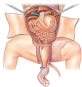 <strong>Identify the small intestine in the following figure. </strong> A) A B) B C) C D) D E) E