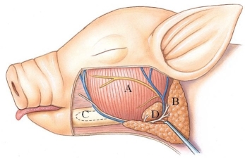 <strong>Identify the submaxillary gland in the following figure. </strong> A) A B) B C) C D) D