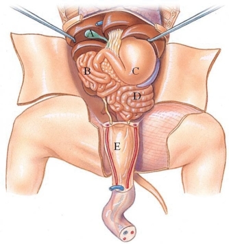 <strong>Identify the large intestine in the following figure. </strong> A) A B) B C) C D) D E) E