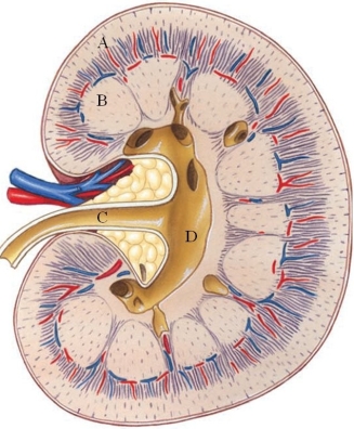 <strong>Identify the renal pelvis in the following figure. </strong> A) A B) B C) C D) D