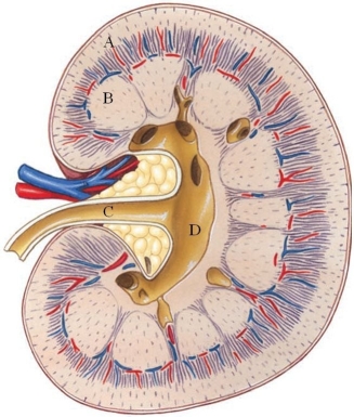 <strong>Identify the renal cortex in the following figure. </strong> A) A B) B C) C D) D