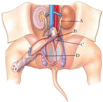 <strong>Identify the penis in the following figure. </strong> A) A B) B C) C D) D
