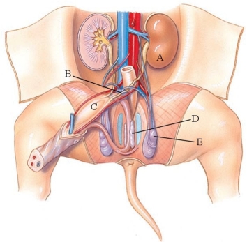<strong>Identify the prostate gland in the following figure. </strong> A) A B) B C) C D) D E) E
