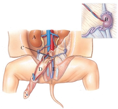 <strong>Identify the uterus in the following figure. </strong> A) A B) B C) C D) D E) E