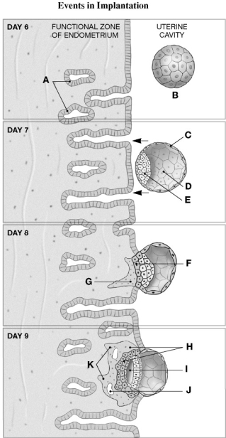 Using the figure above, identify the labeled part. -Label B: ________