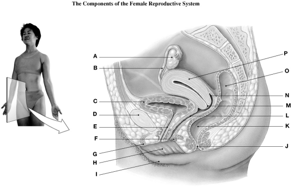 Using the figure above, identify the labeled part. -Label D: ________