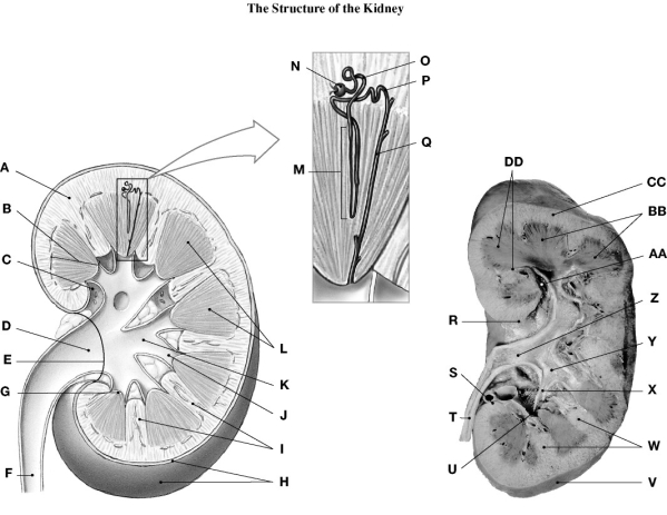 Using the figure above, identify the labeled part. -Label Z: ________