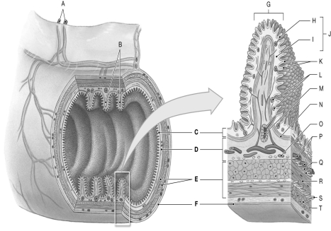 Using the figure above, identify the labeled part. -Label O: ________