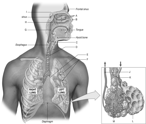 Using the figure above, identify the labeled part. -Label G: ________