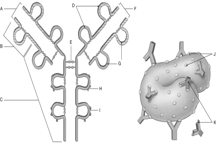 Using the figure above, identify the labeled part. -Label A: ________