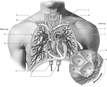 Using the figure above, identify the labeled part. -Label F: ________