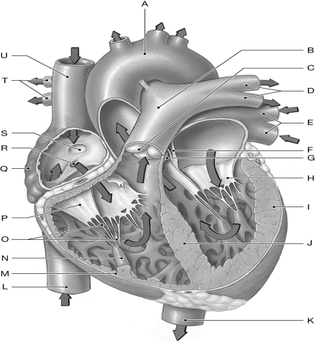 Using the figure above, identify the labeled part. -Label R: ________