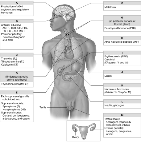 Using the figure above, identify the labeled part. -Label I: ________