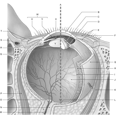 Using the figure above, identify the labeled part. -Label B: ________