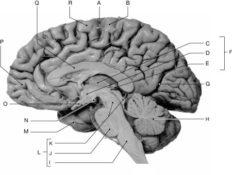 Using the figure above, identify the labeled part. -Label K: ________