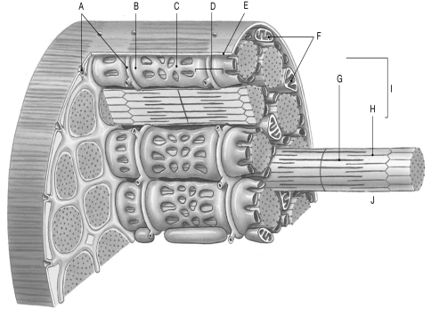 Using the figure above, identify the labeled part. -Label G: ________