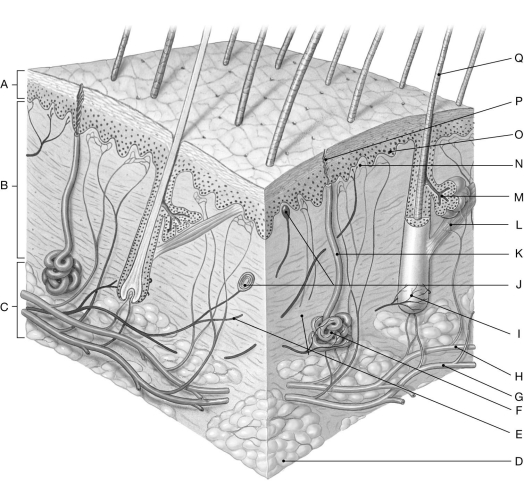 Using the figure above, identify the labeled part. Label C: ________