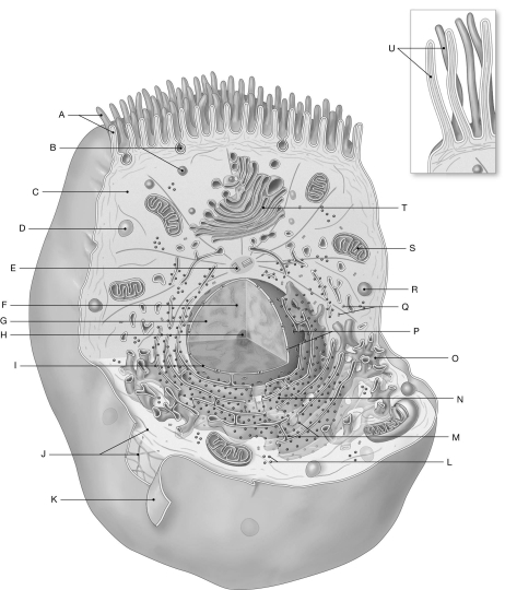 Using the figure above, identify the labeled part. -Label E: ________