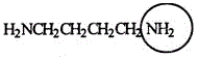 <strong>Putrescine is produced during the decay and protein breakdown of meats and is responsible for some of the odor found in them. Identify the functional group circled. </strong> A)Aldehyde B)Ketone C)Amide D)Nitrile E)Amine