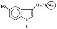 <strong>Serotonin transmits nerve impulses through the body. Identify the functional group circled. </strong> A)Aldehyde B)Alcohol C)Amide D)Amine E)Nitride