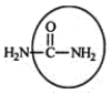 <strong>Urea carries waste nitrogen from the body in urine. Identify the functional group circled. </strong> A)Aldehyde B)Alcohol C)Carboxyl D)Amine E)Amide