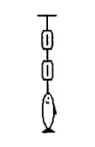 <strong>General questions: A fish weighing 16 N is weighed using two spring scales, each of negligible weight, as shown in the figure. What will be the readings of the scales? </strong> A) The bottom scale will read 16 N, and the top scale will read zero. B) Each scale will read 16 N. C) The top scale will read 16 N, and the bottom scale will read zero. D) The scales will have different readings, but the sum of the two readings will be 16 N. E) Each scale will read 8 N.