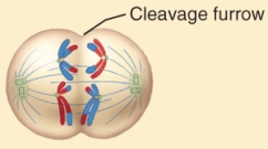 <strong>The image below represents a stage of meiosis I. Identify the stage. </strong> A) metaphase B) prophase C) interphase D) anaphase E) telophase