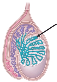 <strong>The image below represents one of the male reproductive organs. Identify the structure indicated by the arrow. </strong> A) vas deferens B) epididymis C) seminiferous tubule D) rete testis E) connective tissue