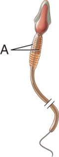<strong>In this image of the sperm, label A points to the </strong> A) mitochondria B) acrosomes C) nuclei D) Golgi bodies E) lysosomes