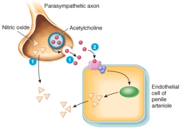 <strong>Using the image as a reference, identify the function of acetylcholine in penile erection. </strong> A) It helps to convert guanosine triphosphate (GTP) to cyclic guanosine monophosphate (cGMP). B) It triggers the release of nitric oxide from the parasympathetic axons. C) It binds to and activates cyclic guanosine monophosphate (cGMP) phosphodiesterase. D) It binds to and activates the enzyme guanylyl cyclase. E) It activates the enzyme nitric oxide synthase to increase nitric oxide production.