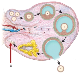 <strong>This image is a cross-sectional view of the ovary. When is the indicated structure formed? </strong> A) during the early stages of oogenesis B) when the oocyte is not released into the pelvic cavity C) when the released oocyte fails to undergo fertilization D) during ovulation E) when the oocyte does not undergo mitotic division