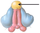 <strong>During the eighth week of embryonic development, if the presence of dihydrotestosterone is high, the structure indicated by the arrow will develop into the </strong> A) shaft of penis B) labia majora C) scrotum D) glans penis E) vestibule