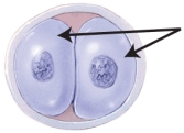 <strong>The image below shows the two-cell stage of cleavage of a zygote. Identify the name of the structures indicated by the arrows. </strong> A) glastulae B) blastocysts C) trophoblasts D) morulae E) blastomeres