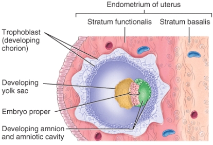 <strong>This image depicts one of the stages of embryo implantation. Identify a unique development that takes place during this stage. </strong> A) the yolk sac becomes small and empty B) the stratum functionalis layer becomes thin C) the amnion develops into inner cell mass D) the three primary germ layers are formed E) the chorion develops into trophoblast