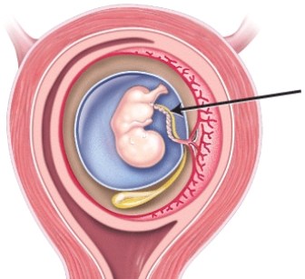 <strong>Identify the structure indicated by the arrow in the image below. </strong> A) amnion B) umbilical cord C) yolk sac D) chorion E) allantois