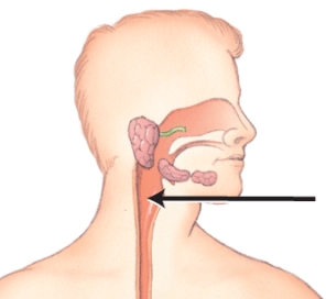 <strong>Identify the organ of the gastrointestinal tract indicated in the image. </strong> A) pharynx B) esophagus C) larynx D) tongue E) epiglottis