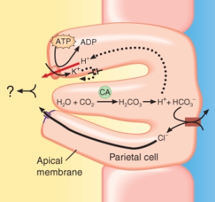 <strong>Parietal cells generate a product that aids in digestion. Identify the name of the product that should replace the area with the question mark on the figure below. </strong> A) carbonic acid B) hypochlorous acid C) hydrochloric acid D) lactic acid E) ribonucleic acid