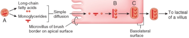 <strong>Which of the following mechanisms describes the way in which the structure labeled C leaves the absorptive cell? </strong> A) simple diffusion B) exocytosis C) secondary active transport D) exosmosis E) facilitated diffusion v