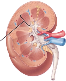 <strong>Identify the part indicated in the image. </strong> A) renal pelvis B) renal cortex C) renal medulla D) renal pyramid E) renal corpuscle
