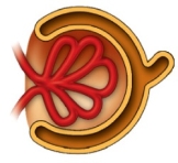 <strong>The figure below represents an important structure within the kidney. Identify this structure. </strong> A) renal pelvis B) renal pyramid C) renal cortex D) renal medulla E) renal corpuscle