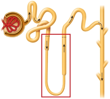 <strong>The image below depicts the nephron and the collecting duct. Identify the portion outlined in red. </strong> A) efferent arteriole B) Bowman's corpuscle C) loop of Henle D) proximal tubule E) distal tubule