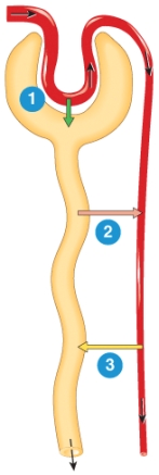<strong>The image below depicts the three basic functions of a nephron. Identify the process that occurs in the section labeled 2. </strong> A) tubular secretion B) glomerular reabsorptionv C) glomerular filtration D) tubular reabsorption E) concurrent multiplication