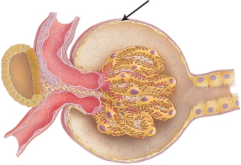 <strong>Identify the part indicated in the image below. </strong> A) visceral layer of the Bowman's capsule B) parietal layer of the Bowman's capsule C) mesangial cell D) macula densa E) juxtaglomerular cell