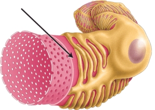 <strong>The image below illustrates the filtration membrane. Identify the barrier that is indicated by the arrow. </strong> A) basement membrane B) slit membrane C) podocyte D) fenestration E) filtration slit