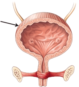 <strong>Identify the component of the urinary system that is indicated by the arrow. </strong> A) ureters B) urethra C) urinary bladder D) urethral openings E) urethral orifice